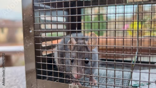 Mouse in a metal cage, gray rat in trap