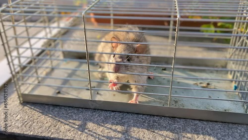 Mouse in a metal cage, gray rat in trap