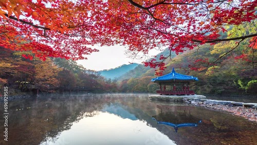 Time-Lapse Autumn Maple red in Naejangsan national park, South korea