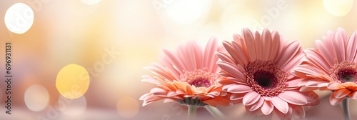 Pink gerbera daisy flower on isolated magical bokeh background with copy space for text placement © Ilja