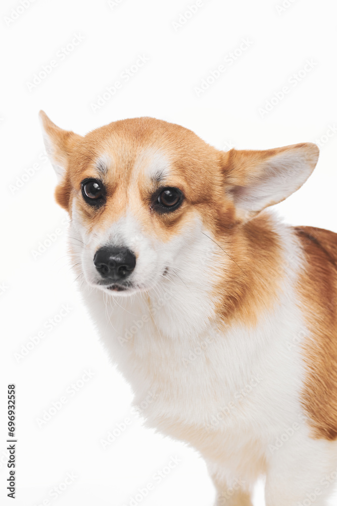 Pembroke Welsh Corgi portrait isolated on white studio background with copy space, purebred dog