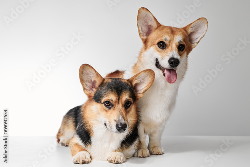 Pembroke Welsh Corgi portrait isolated on white studio background with copy space, family of two purebred dogs