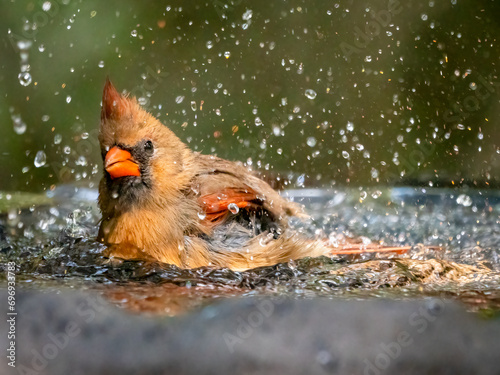 female cardinal splashing around in a bird bath