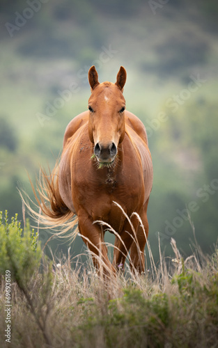 caballo salvaje en la montaña © Unimodels