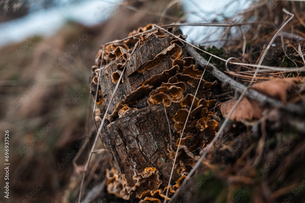stump on which mushrooms grow
stump on which mushrooms grow