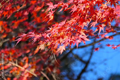 red autumn leaves