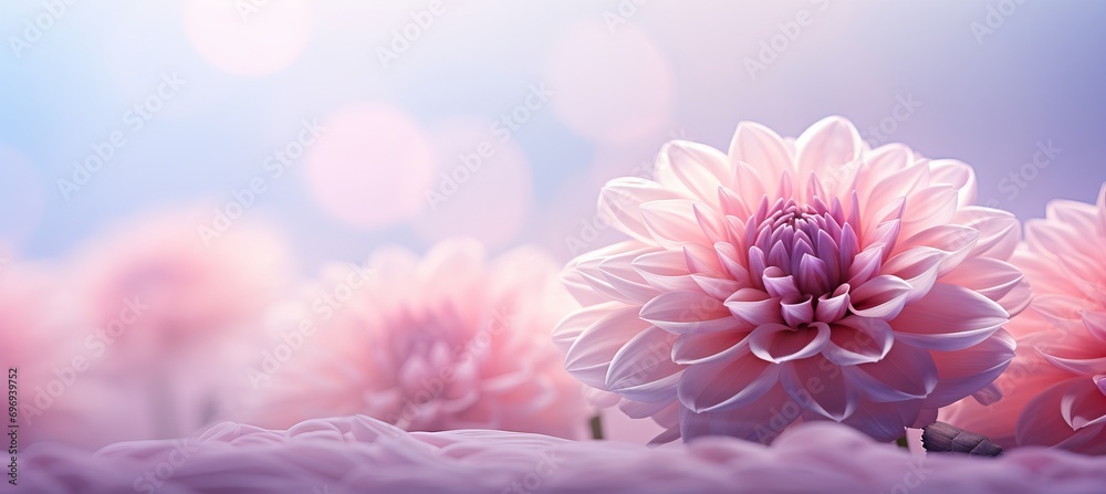 Obraz premium Pink dahlia flower on isolated magical bokeh background with copy space for text placement