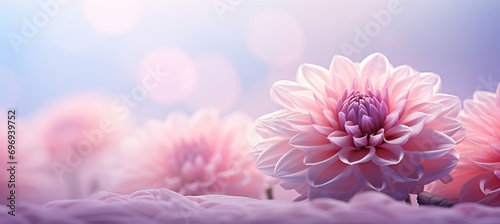 Pink dahlia flower on isolated magical bokeh background with copy space for text placement