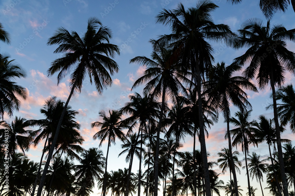 Twilight sky with pink clouds amidst palm trees
