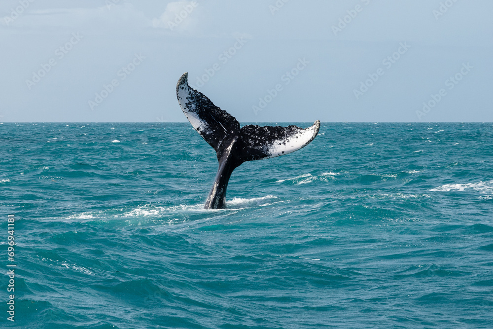 Obraz premium Whale tail out of the water in the blue ocean