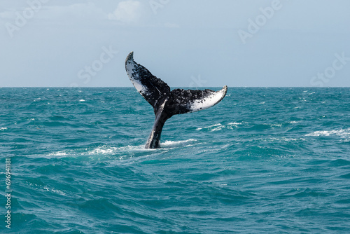 Whale tail out of the water in the blue ocean