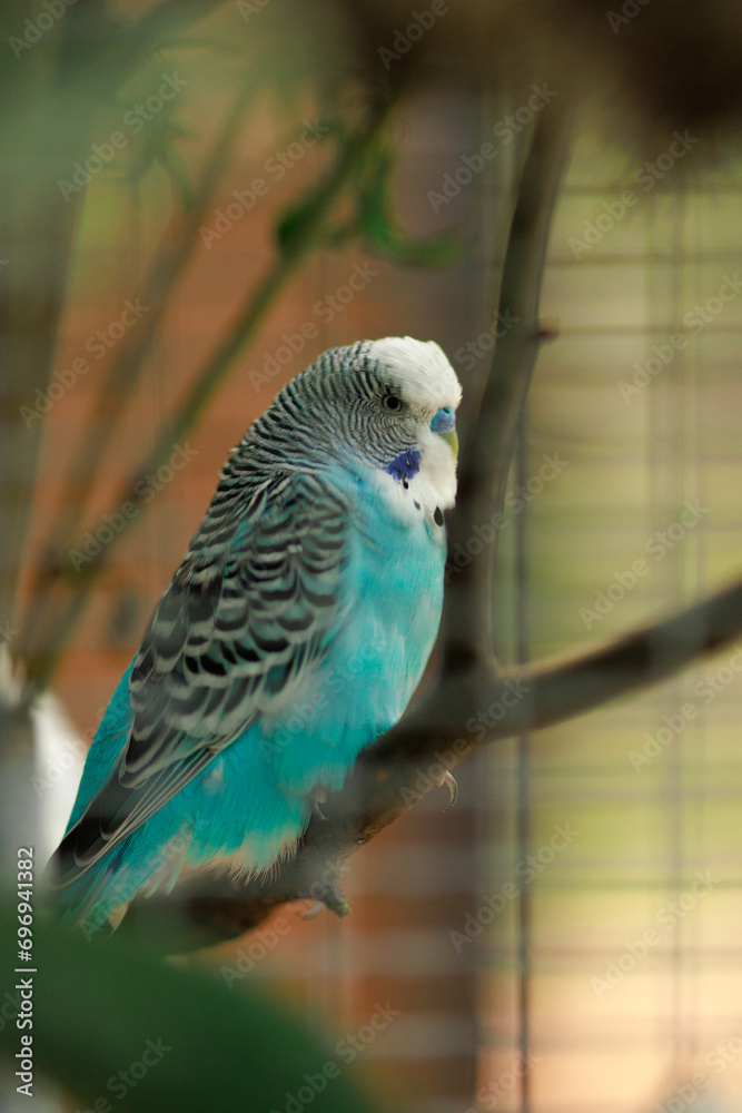 Obraz premium Bird