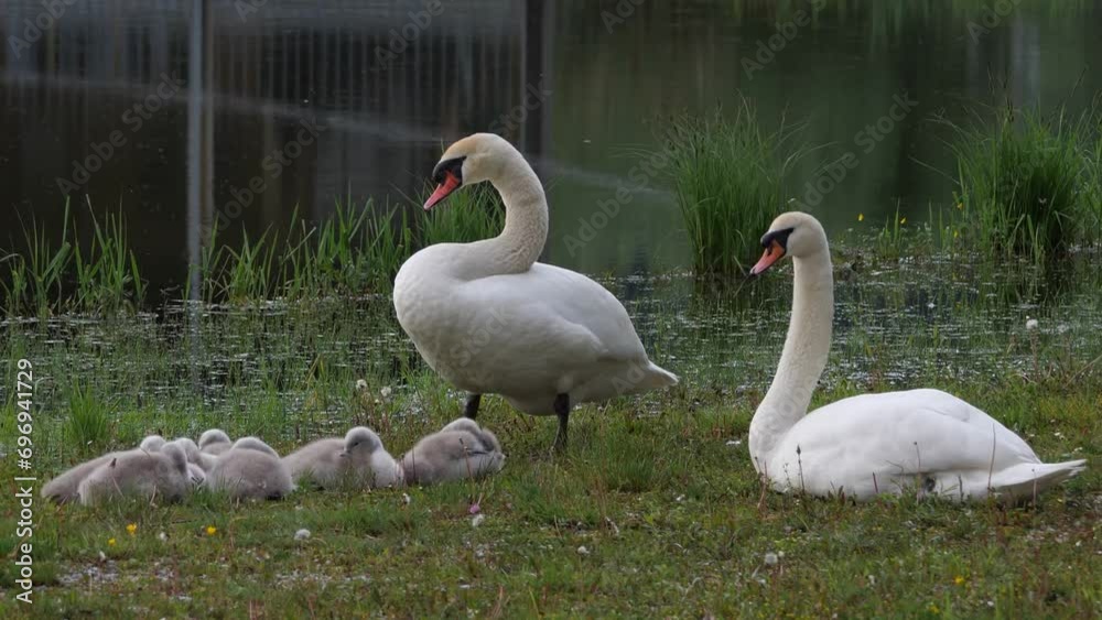 Höckerschwan (Cygnus olor) Familie Höckerschwan (Cygnus olor) Familie