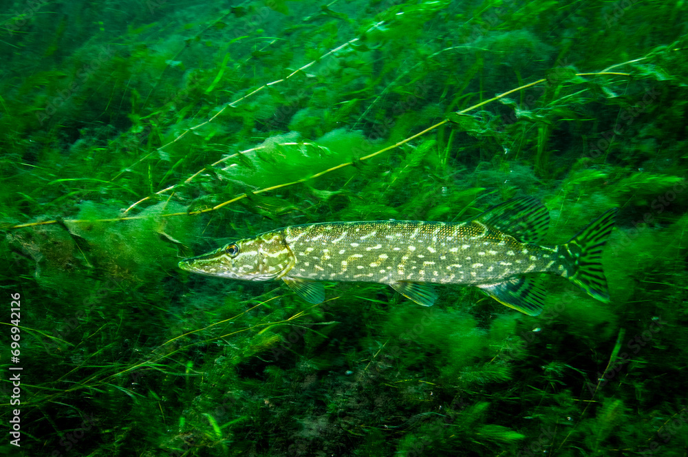 Fototapeta premium Northern Pike underwater in the St. Lawrence River in Canada