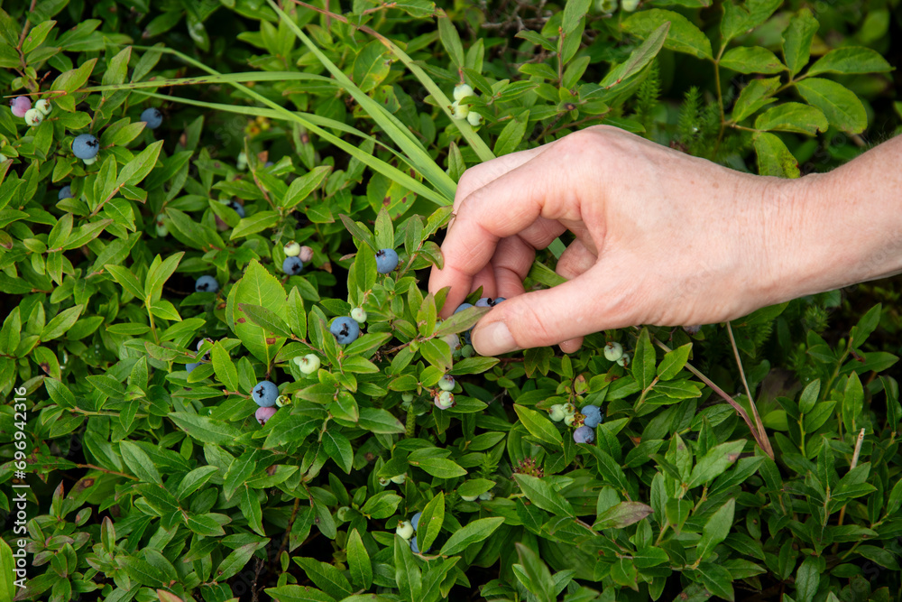 Picking ripe wild blueberries in nature while hiking. Picking ripe wild blueberries in nature while hiking.