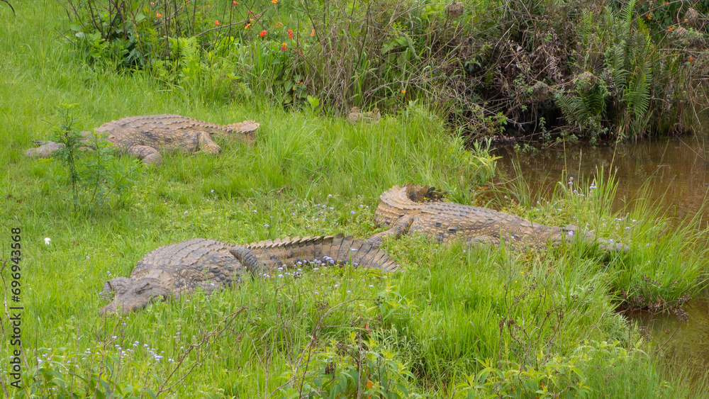 Pretty specimen of wild  crocodile in the nature of South Africa