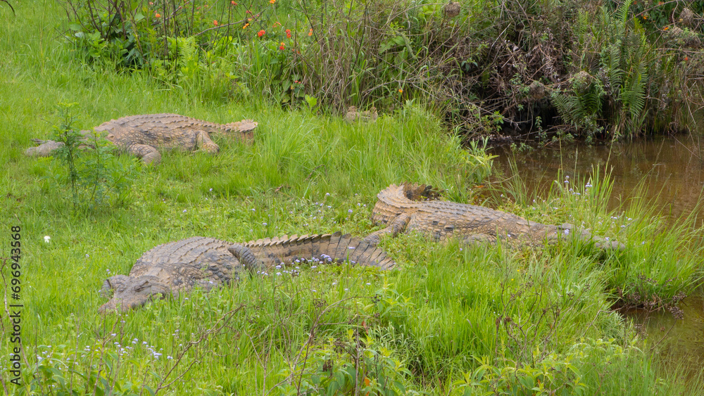 Pretty specimen of wild crocodile in the nature of South Africa Pretty specimen of wild crocodile in the nature of South Africa