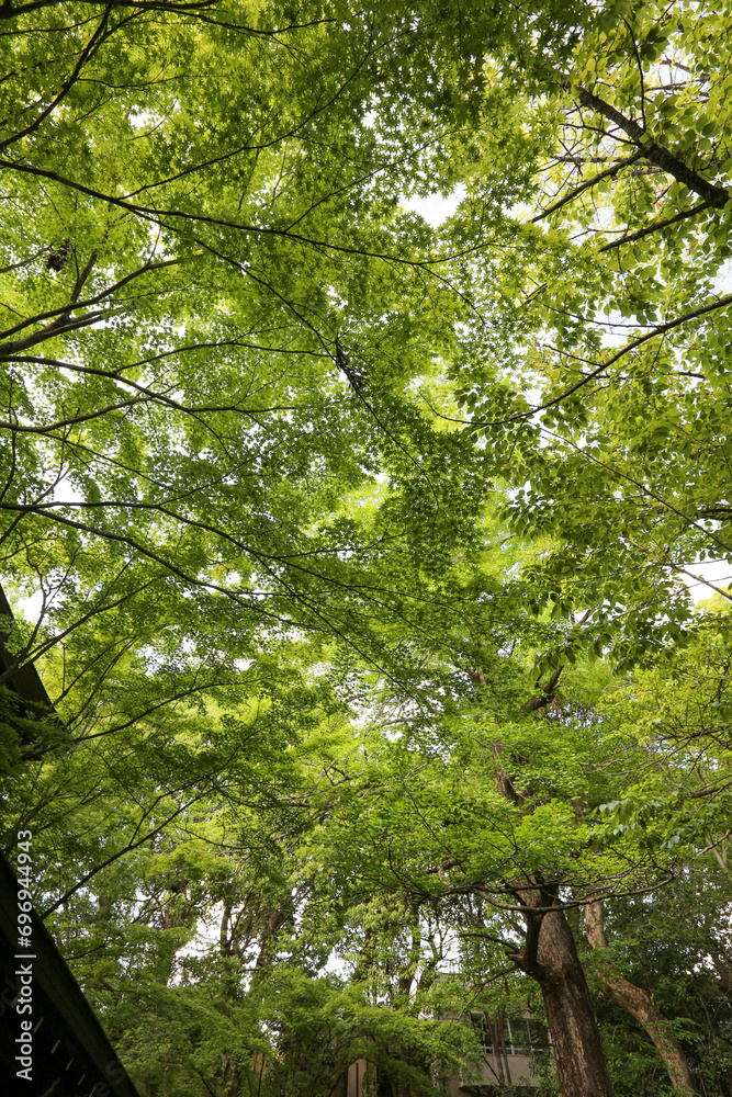Fototapeta premium 上御霊神社の日本楓の新緑