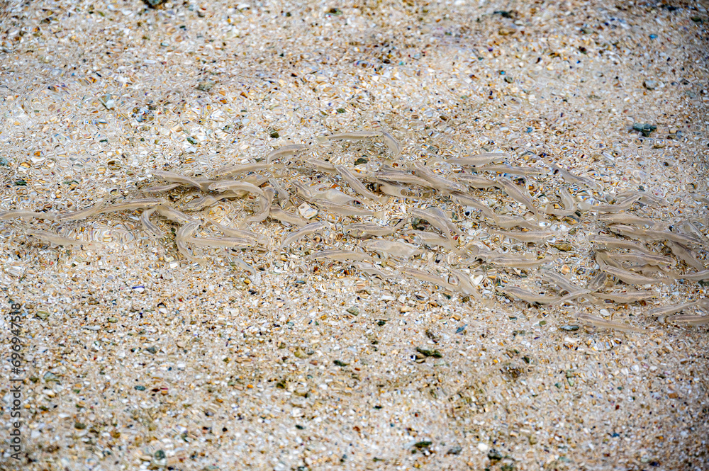 Fish swimming in the clear shallow water at La Prairie Beach, Le Morne, Mauritius Fish swimming in the clear shallow water at La Prairie Beach, Le Morne, Mauritius
