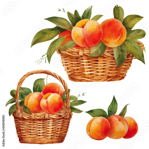 basket full of peaches watercolor vector