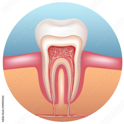 The structure of a human tooth. Anatomy of the tooth. Vector illustration.