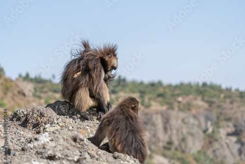 A gelada monkey opening its mouth wide to bear its teeth, Simien mountains national park, Ethiopia