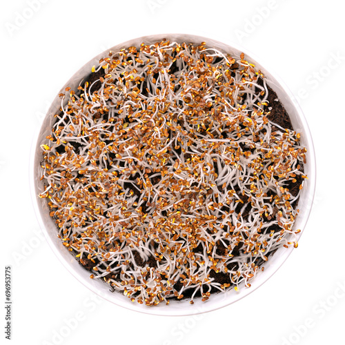 Alfalfa sprouts germinating on humus soil, in a white bowl. Cotyledons of Medicago sativa, with small root hairs, often confused with mold. Close-up, from above, isolated over white, food photo.