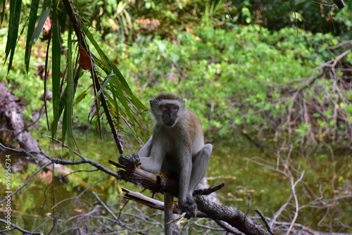 Vervet monkey (or Dwarf green monkey, lat. Chlorocebus pygerythrus). A little monkey sits on a tree branch. Kenya. © Vlad
