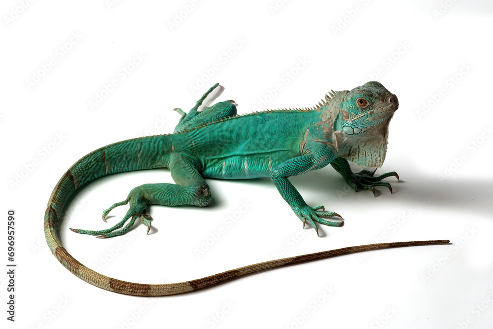 Obraz premium Blue iguana on a white background