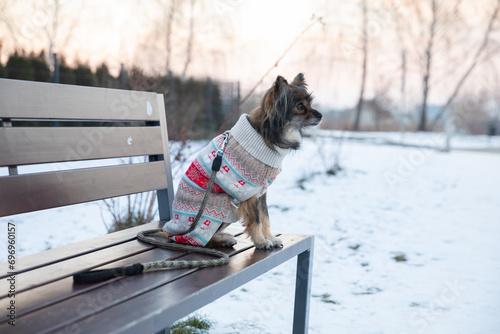 A small frozen dog dressed in a colorful sweater sits on a bench. © fotodrobik