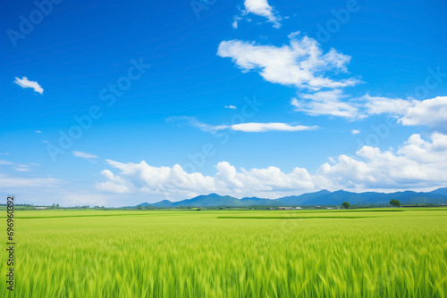wheat green maturing ears on field, blue sky