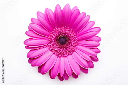 bud of gerbera purple flower, top view, isolated on white background