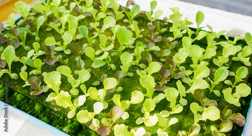 Small Green Oak seedling in a potting container  in hydroponics farm  nature fresh organic salad vegetable  cultivation  agriculture and gardening  harvesting for a healthy concept.Close up.