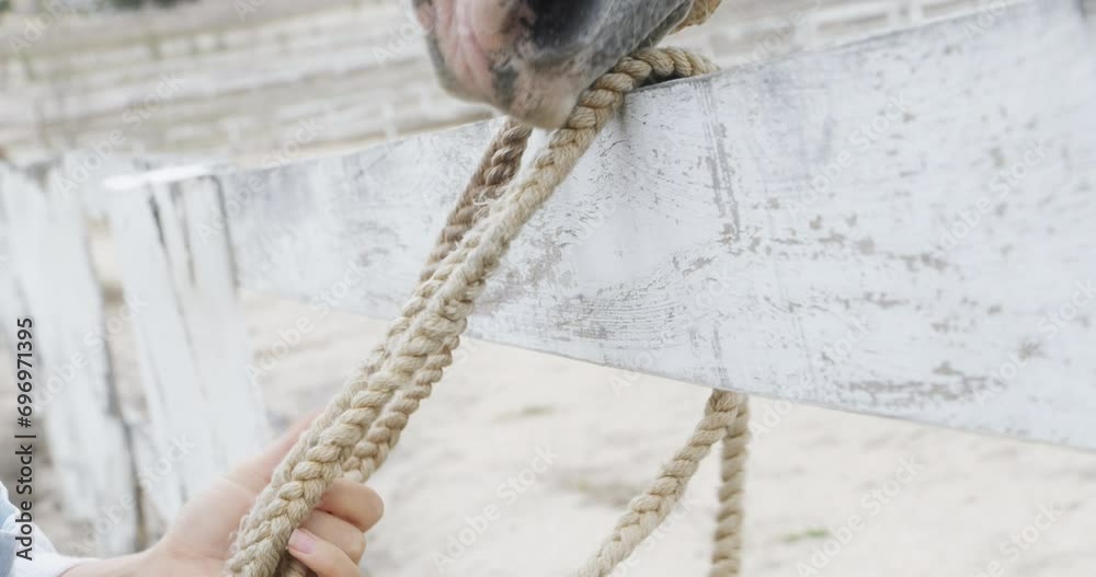 Person with horse, hands and equestrian with rope for outdoor riding in countryside or ranch. Sports, recreation or closeup of rider in nature, stable and farm with animal or pet, training for rodeo Person with horse, hands and equestrian with rope for outdoor riding in countryside or ranch. Sports, recreation or closeup of rider in nature, stable and farm with animal or pet, training for rodeo