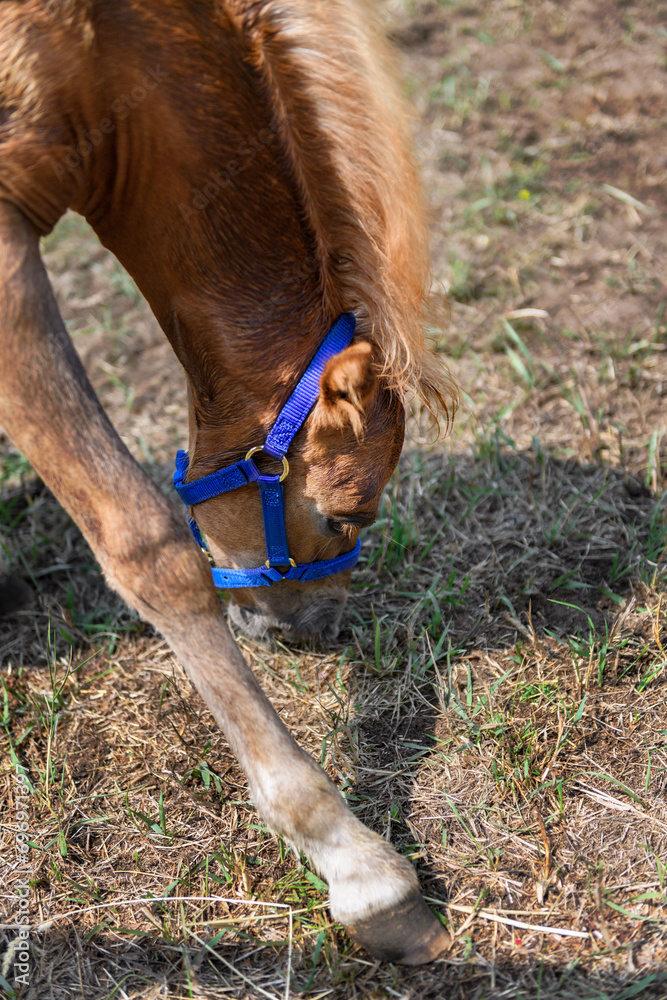 Filly Leans Down to Graze