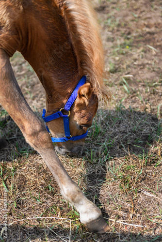 Filly Leans Down to Graze