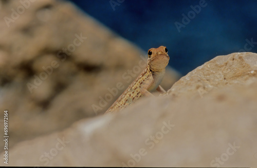 Pristurus samhaensis. photo