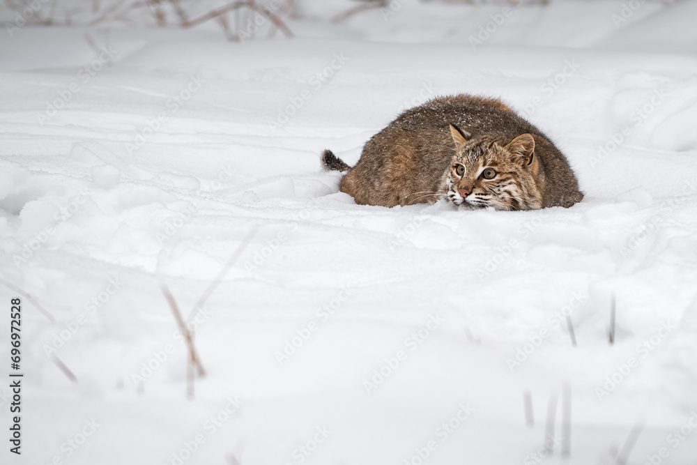 Bobcat (Lynx rufus) Crouches Down Chin on Snow Winter