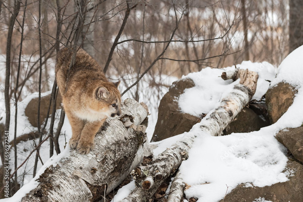 Cougar (Puma concolor) Stands Atop Birch Logs at Rock Den Winter