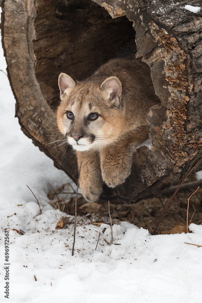 Cougar (Puma concolor) Sits in Log Paws Out Winter