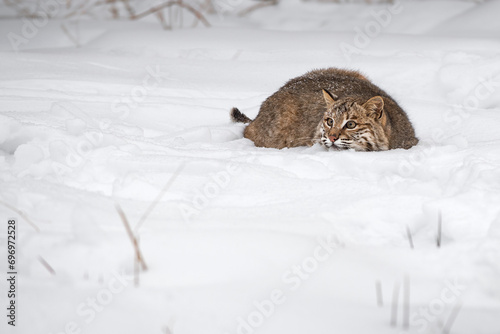 Bobcat (Lynx rufus) Crouches Down Chin on Snow Winter