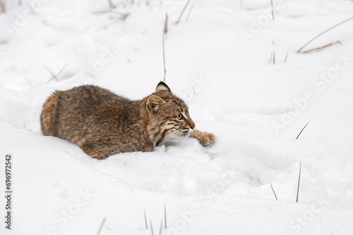 Bobcat (Lynx rufus) in Snow One Paw Extended Forward Winter