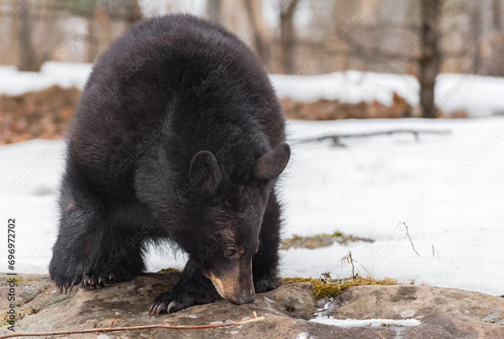 Black Bear (Ursus americanus) Nose Down to Sniff Rock Winter