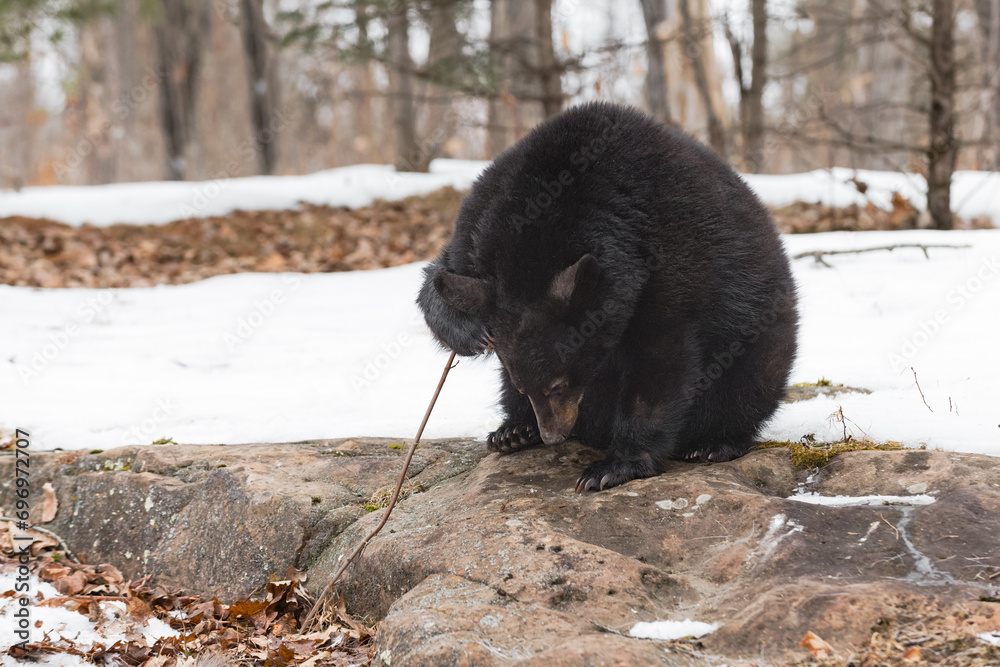 Black Bear (Ursus americanus) Holds Stick While Looking Down at Rock Winter