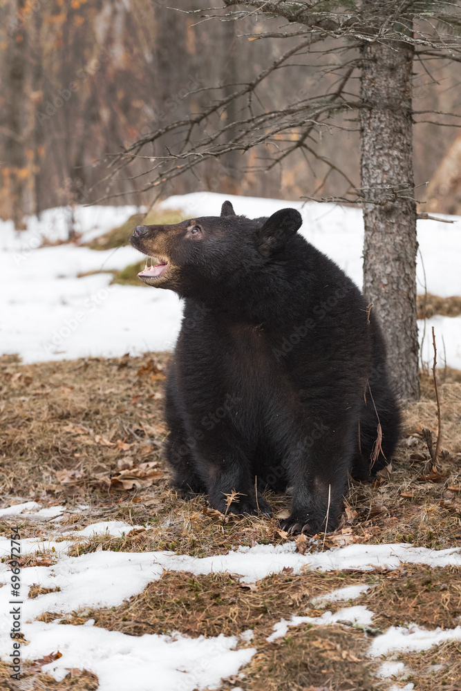 Black Bear (Ursus americanus) Sits Next to Tree Looking Left Mouth Open Winter