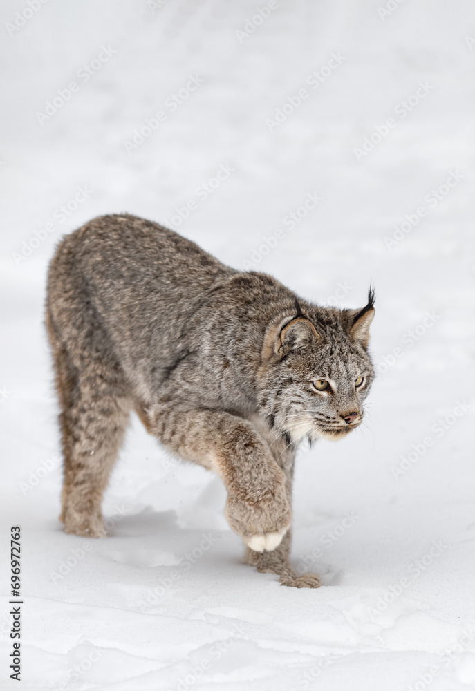 Canadian Lynx (Lynx canadensis) Steps Right Head Down Paw Up Winter