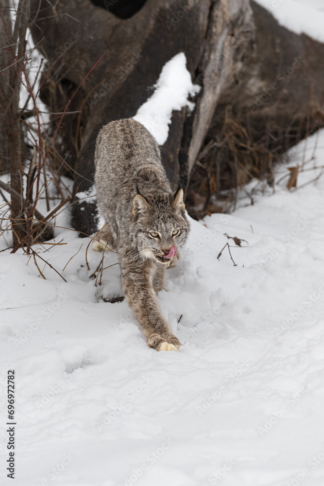 Canadian Lynx (Lynx canadensis) Steps Forward Licking Face Winter