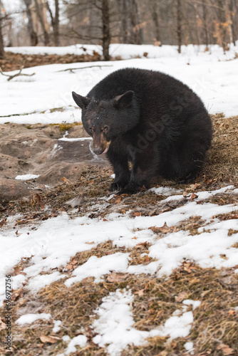 Obraz na płótnie Black Bear (Ursus americanus) Sits Hunched Over Winter w salonie