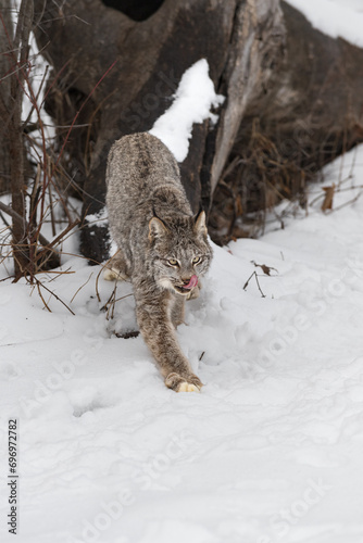 Obraz na płótnie Canadian Lynx (Lynx canadensis) Steps Forward Licking Face Winter w salonie