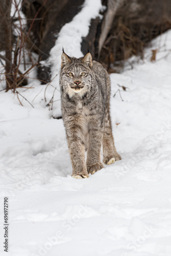 Obraz na płótnie Canadian Lynx (Lynx canadensis) Looks Forward Ears Up Winter w salonie